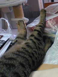 lRl
